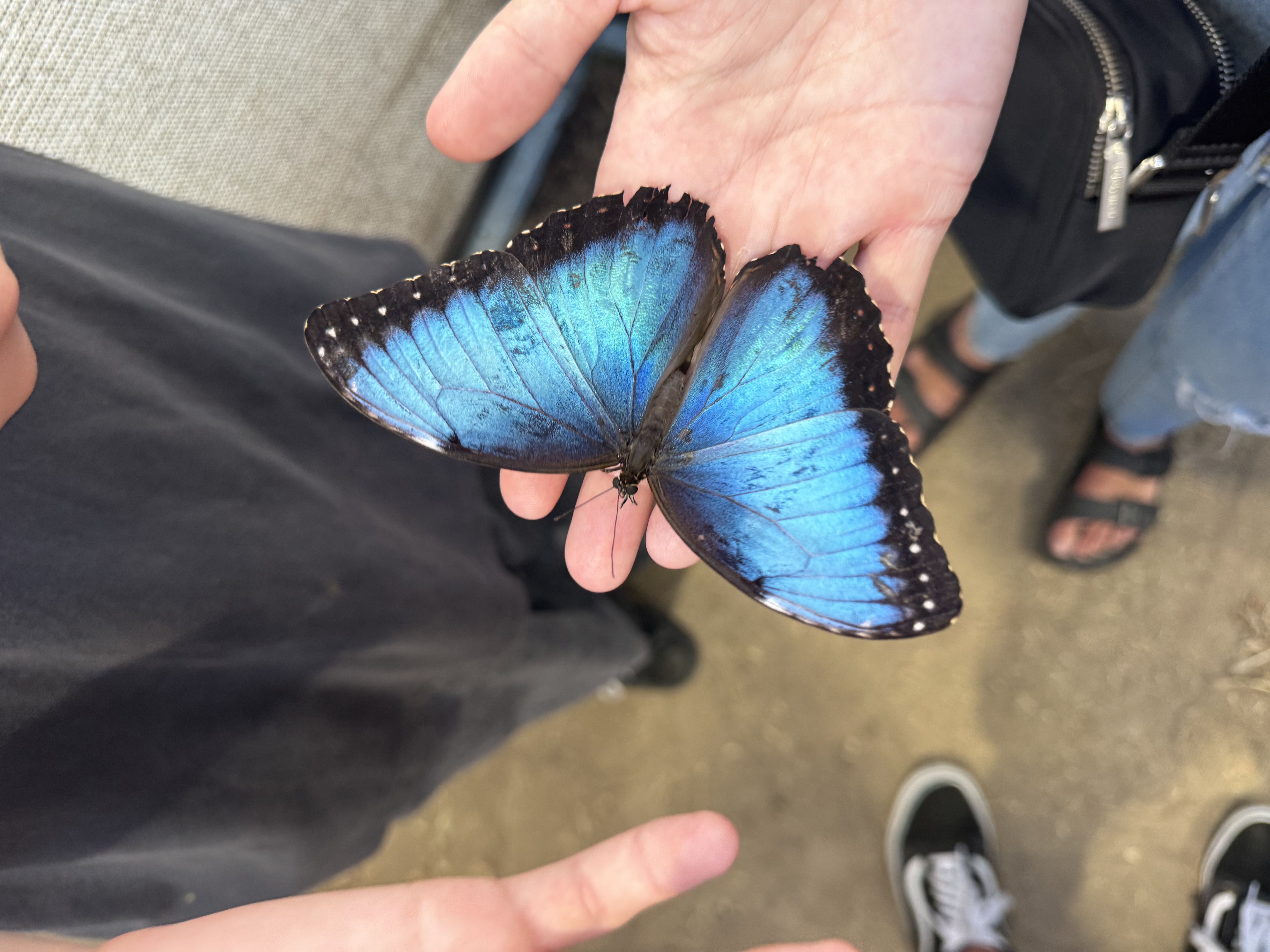 Atlas moth being pinned